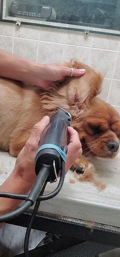 Shaving the inside of a Cocker Spaniel dogs ears with clippers, dog grooming from home