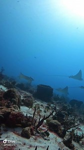 6.5K views · 408 reactions | Eagle rays, so pretty when they are swimming along the reef | Pelagic Ventures Scuba | Facebook