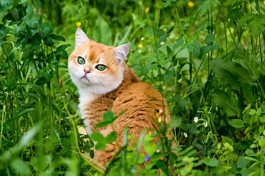 Is Roundup Toxic to Animals if It's Sprayed?