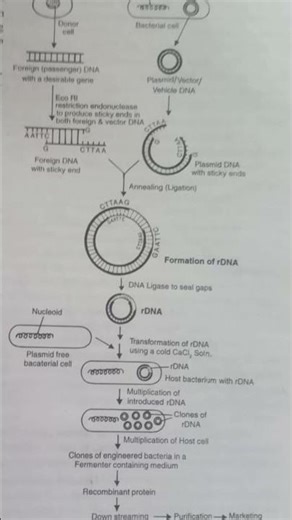 #rdt #recombinantdnatechnology #onepicture #xii #biology #cbse #cbseboard2026 #foryou #diagram