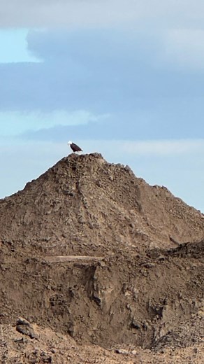 Did a Drone Job and when I was done this bald eagle showed up. I was using Zoom and did not bother the eagle. | dr.one_psl | Facebook