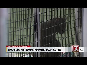 Raleigh’s Safe Haven for Cats finding families for felines since 1994