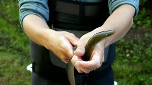 L’anguille, un poisson pas comme les autres, victime de la surpêche et du réchauffement climatique