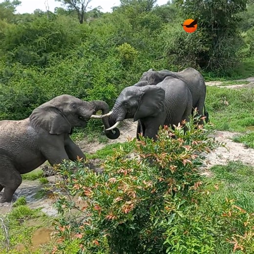 10K views · 543 reactions | This elephant bull found the perfect pool to cool off — and he's not about to share it.  When two others approach, a fascinating display unfolds.  Elephant sparring is usually more about posture and power than actual fighting. Strength, confidence, and a little attitude often settle things long before it turns physical.  Simon Vegter | Wild Wings Safaris | Facebook