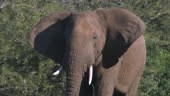 Close up of African Elephant flapping it's ears to stay cool while...