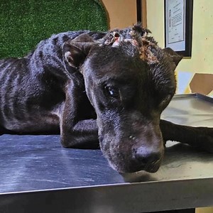 For the RDRNYC dogs that crossed the Rainbow Bridge in 2024 🌈❤️‍🩹. We fought so hard to save you and you deserve to be remembered. | Rescue Dogs Rock NYC