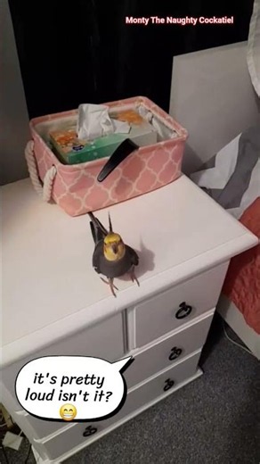 Singing my high-pitched military song to make sure my frenz feel safe by Monty The Naughty Cockatiel