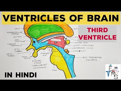 Third Ventricle Anatomy | Ventricles of Brain