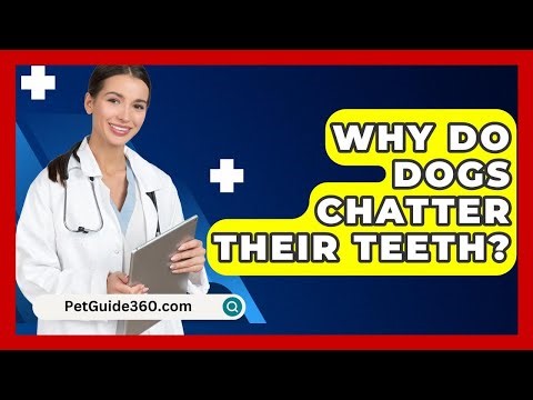 Why Do Dogs Chatter Their Teeth? - PetGuide360.com
