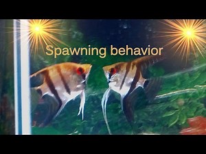 Tips on Angelfish spawning behavior