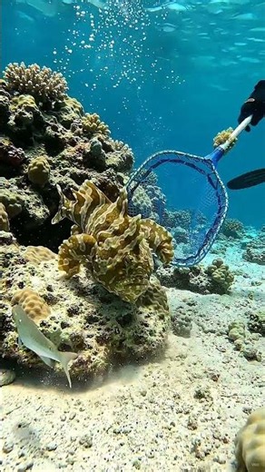 Capturing a Rare Giant Frogfish Underwater | Incredible Marine Life