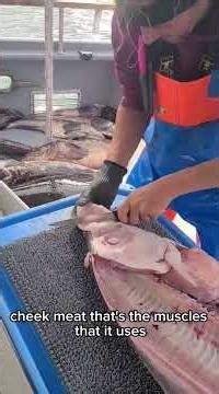 Cutting a Giant Halibut 🐟 | Facts You Didn’t Know! #shorts