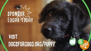 Edgar is a little Labradoodle with a big personality! He has bundles of energy and wins over everyone he meets. We can see why ❤️ You can follow his amazing journey from learner pup to life changing dog: https://buff.ly/2DR8GlG | Dogs for Good - UK