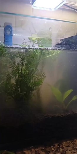 Cloudy Tank Troubles: How to Clear Your Aquarium