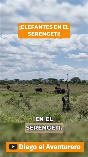 Discover the elephant herd in the Serengeti! 🐘