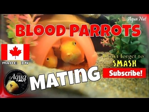 Blood Parrot Cichlid Fish Laying Eggs 🐟 Breeding, Mating Parrot Fish