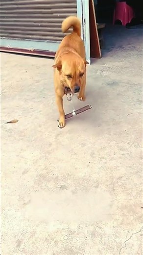 China's Amazing Animal Tool! 🐾 #shorts #animals #trending #dog #viral #explore