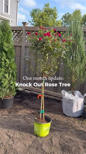 Blooms galore! 🌹 In less than two months after planting, this Knock Out Rose Tree from Fast Growing Trees is filled with blooms and buds. Tap the link in our bio to get rose trees delivered. #knockoutroses #knockoutrosetree #rosegarden #roses #gardenideas #gardening #landscaping #landscapingideas #flowergarden #gardenupdate #gardening101 #gardeninglife #fastgrowingtrees | Fast Growing Trees