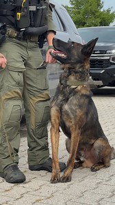 Meet K9 Apollo - a 5-year-old Dutch Shepherd and one of our top detection dogs. He's full of energy, razor-sharp in training - and yes, he’s Zeus’s brother. 💪 Symbolically adopt Apollo and take home your own plushie version while supporting critical community programs through the Halton Police Foundation. 💙 Adopt today! https://haltonpolicefoundation.com/k9 A special thank you to FirstOntario Credit Union, proud presenting partner of the Adopt a K9 program. #HaltonPoliceFoundation #HPF #AdoptA