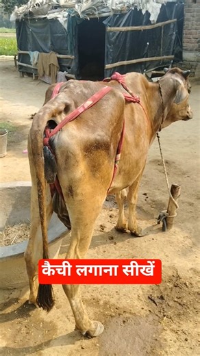 Gay bhais me prolapse ko kaise thik kare #cow #buffalo #uterineprolapse