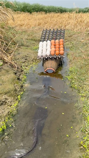 Amazing big catfish catching idea by trap in canal #fishtrap #shorts #village