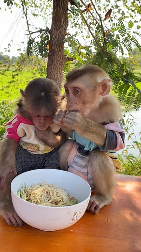 Monkey Pretending to Cry 😭🐒 #ActingSkills #MonkeyMood | Short MV