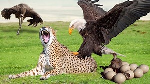 139K views · 3.2K reactions | OMG Eagle KILLED Cheetah Cubs When Mother Cheetah Steal Ostrich Eggs Ostrich Fail Protect Baby | Wild life Animals | Facebook