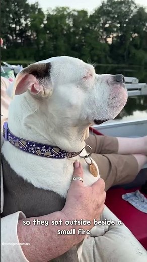 From Abandoned and Broken to Pure Joy, Poptart’s Incredible Transformation Story #animalstories