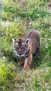 Zaza, our adorable Sumatran tiger cub, has been making incredible progress! 🐯 Next week, we'll find out if Zaza is a boy or a girl during their first vet check-up. Stay tuned for the big reveal and come by to see this little cub in action! 🐾 #TigerCub #sumatrantiger #bigcat #zazathetiger #zazathecub #conservation | Manor House Wildlife Park