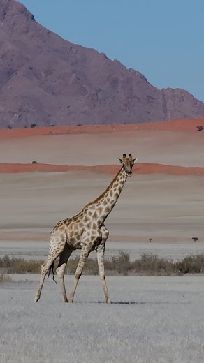 National Geographic on Instagram: "In the NamibRand Nature Reserve, giraffes defy the odds. Leaner and lighter than giraffes found in other parts of Africa, these hardy animals have adapted to a desert existence, and after decades of conservation work, the former farmland they call home is now a thriving arid wilderness. Video by Martin Gregus Jr. @mywildlive"