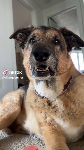 Dogs That Bring Smiles: Heartwarming Clips