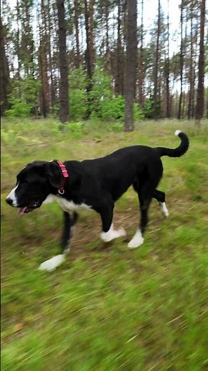 Czysta radość w POLSKIM lesie 🐕 🇵🇱#alabai #owczareksrodkowoazatycki #forest #doggielife #nature