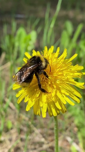 Bumblebees — The Fluffy Flying Wonders #youtubeshorts #animals #bees