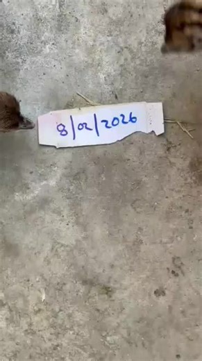 Discover the Fascinating World of Ostriches