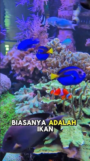 Fakta Menarik Tentang Ikan Dori yang Jarang Diketahui!