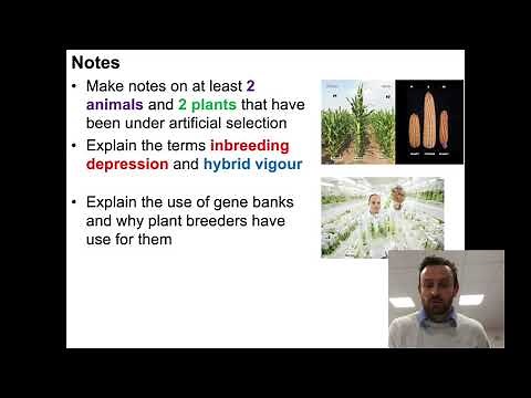 Artificial Selection (OCR A Level Biology 6.2.12)