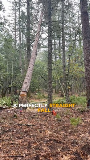 13K views · 148 reactions | This week, our Fuels Crew (Fuels 1449) was hard at work in the Las Posadas Demonstration State Forest in Angwin, carrying out a fuels reduction project. As part of this effort, one of our forestry technicians safely removed a dying tree to reduce future hazards in the forest. Projects like this help create healthier, more resilient landscapes while lowering wildfire risk for the surrounding community. | CAL FIRE Sonoma-Lake-Napa Unit | Facebook