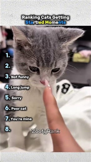 Ranking Cats Getting Startled Moments #shorts #cat #pets
