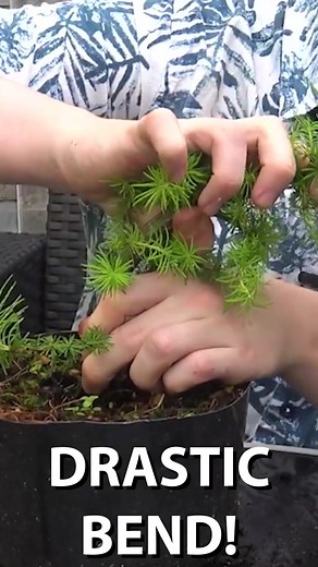 Creating Drastic Bends on Bonsai