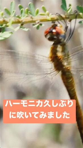 前に撮影しました😊 【題名】もみじ【秋の歌】 #スズキハーモニカ