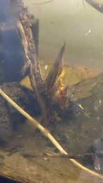 Giant Water Bug Attacks Cockroach!