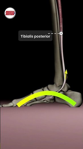 See the Tibialis Posterior Like Never Before! 📽️🦶