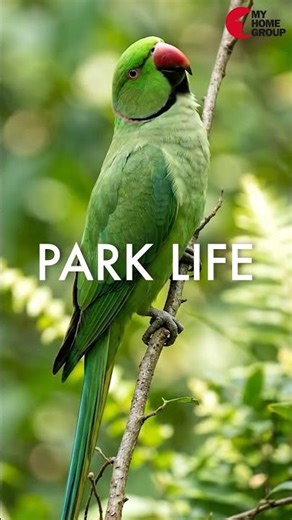 Welcome to The Park Life | My Home Udyan | 2, 2.5, 3 & 4 BHK Premium Homes in Tellapur