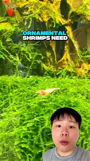 Did You Know There’s a Shrimp Pet Shop in Tampines?