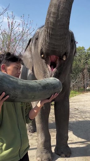 Adult Elephant Enjoys Watermelon in Nature