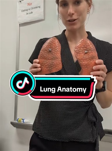 #anatomy #anatomyandphysiology #tiktoklearningcampaign #edutok #studywithme