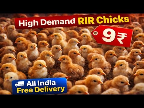 RIR Chicks Offer | Fast Growing + High Egg Production +919108157189