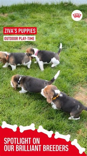 Ad – No one said standing on all fours was a walk in the park. 🚶‍♂️ Growth and development take time so its important to let puppies learn by giving them a safe space to practice. Training a puppy means progress, not perfection, in daily training sessions. Looking for top tips on teaching your puppy the basics? Then head to the link in our bio to find out more. 📚🔗 #royalcanin #pet #petlovers #petsofinstagram #petstore #puppyadoption #petadoption #puppies #brilliantbreeders #beagle #beagledog 