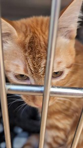 Update: Fox was adopted, Forest is still waiting! 🐾 Meet **Fox** and **Forest** — two five-month-old brothers with endless charm! 🧡 Fox, the orange tabby, is the curious adventurer, while Forest, the brown tabby, is the sweet snuggler who melts hearts. They’d love to find new homes — and there’s a special adoption deal if you take both! 💕 Come meet these adorable boys at the shelter and see which one (or both!) steals your heart. 🏡✨ | SpokAnimal C.A.R.E.