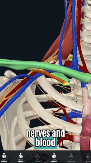 These 2 Muscles Are Crushing Your First Rib (TOS)